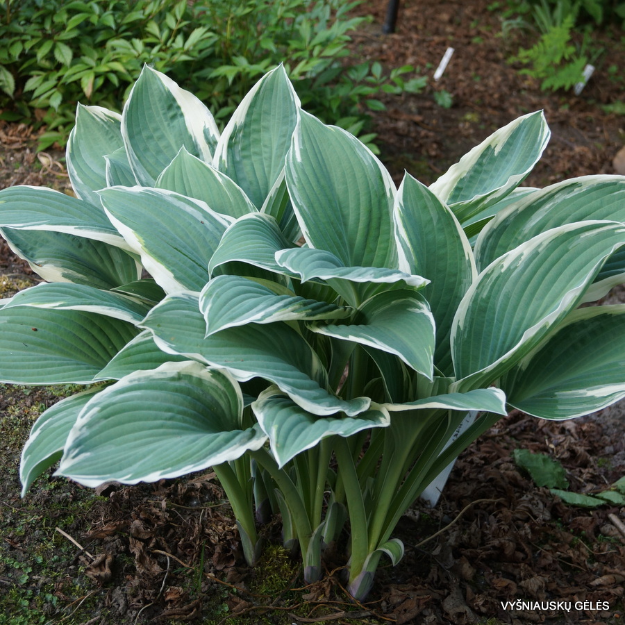 Hosta 'Tom Schmid'